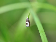 Grapholita discretana