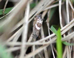 Grapholita discretana