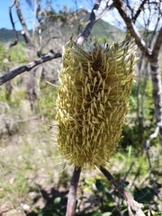 Banksia dentata