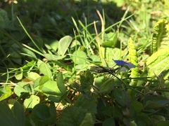 Phaeostigma