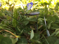Phaeostigma