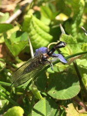 Phaeostigma
