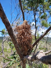 Banksia dentata