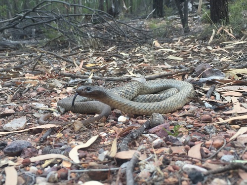 Blue-bellied Black Snake sighting