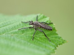 Lasiopogon