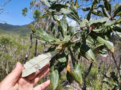 Banksia dentata