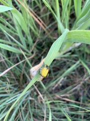 Hoplia bilineata