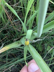 Hoplia bilineata