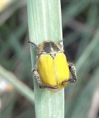 Hoplia bilineata