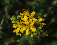 Hypericum spruneri