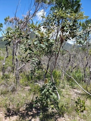 Banksia dentata