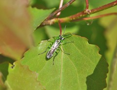 Rhogogaster viridis