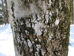 Eopyrenula intermedia