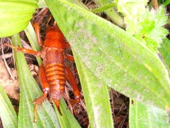 Cratomelus armatus