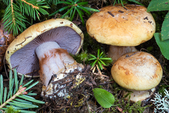 Cortinarius haasii