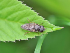 Cheilosia flavipes