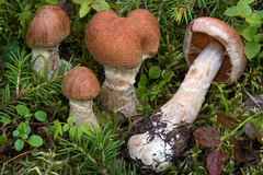 Cortinarius laniger