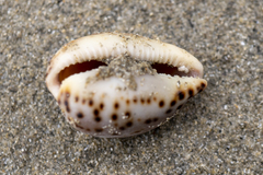 Notocypraea angustata