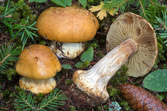 Calonarius elegantior