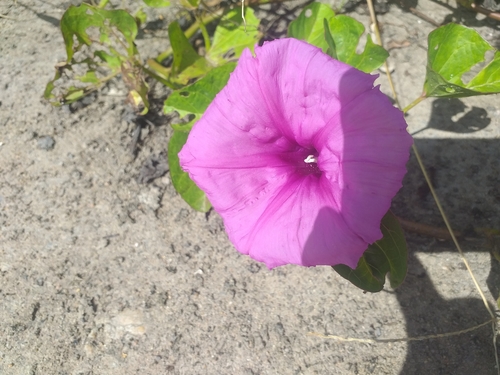 Image of Ipomoea asarifolia by (c) Breno Figueiredo, some rights reserved (CC BY)