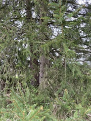 Picea abies
