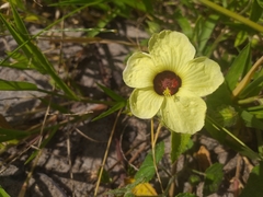 Pavonia cancellata