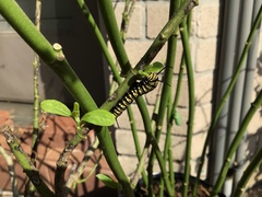 Danaus plexippus