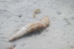 Paracaudina bacillis