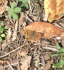 Pararge aegeria aegeria