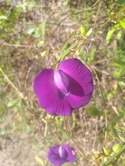 Centrosema brasilianum