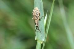 Lepidepistomodes fumosus