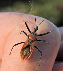 Rhynocoris segmentarius