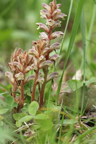 Common Broomrape