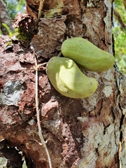 Dischidia major