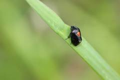 Hindoloides bipunctata