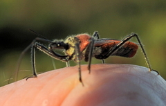 Rhynocoris segmentarius