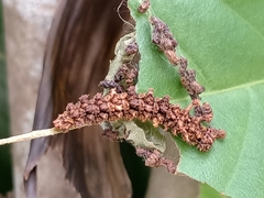Moduza procris milonia