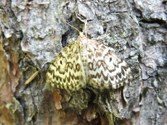 Heterothera serraria