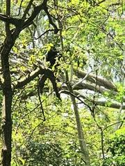 Colobus caudatus