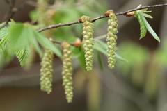 Carpinus tschonoskii