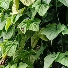 Polyura hebe plautus