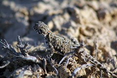 Phrynocephalus helioscopus