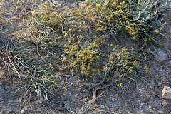 Ephedra distachya