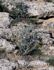 Convolvulus fruticosus