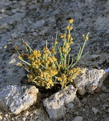 Ephedra distachya