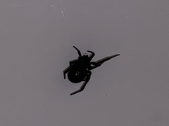 Steatoda paykulliana