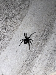 Steatoda paykulliana