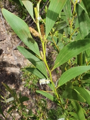 Acacia calyculata