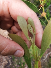 Acacia calyculata
