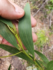 Acacia calyculata